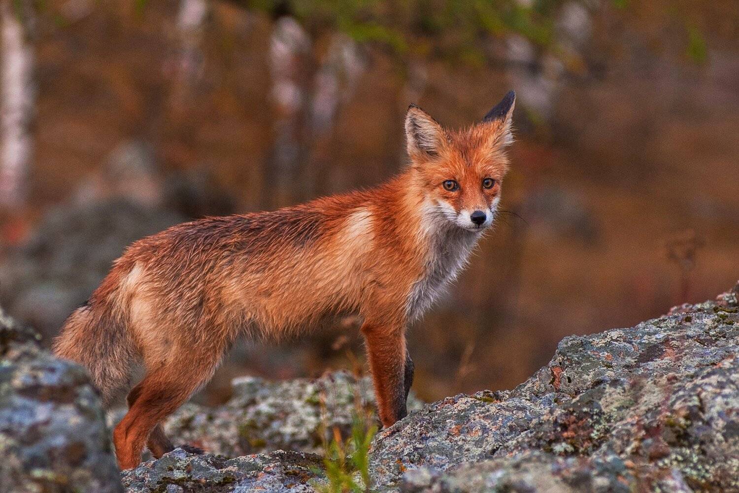 лиса, алтай, Ruslan