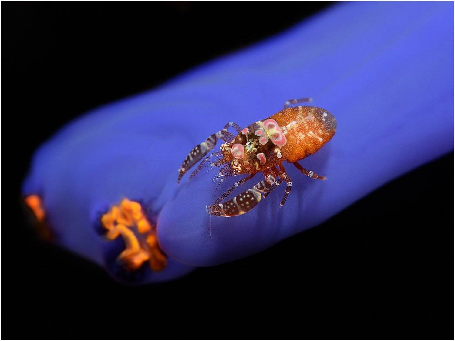 macro, diving, philippines, cebu, Unlis