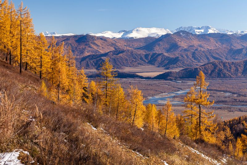 Алтай, природа, горы, деревья, осень, лес, снег, долина, река, Катунь Золотая осень на Алтае фото превью