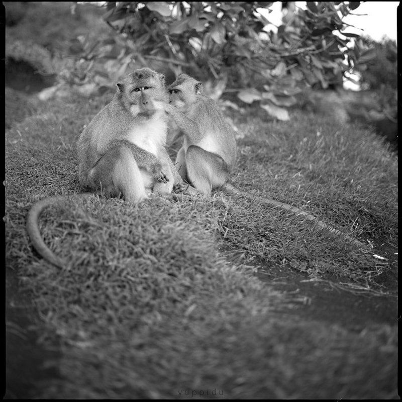 Bali, Indonesia * * * фото превью