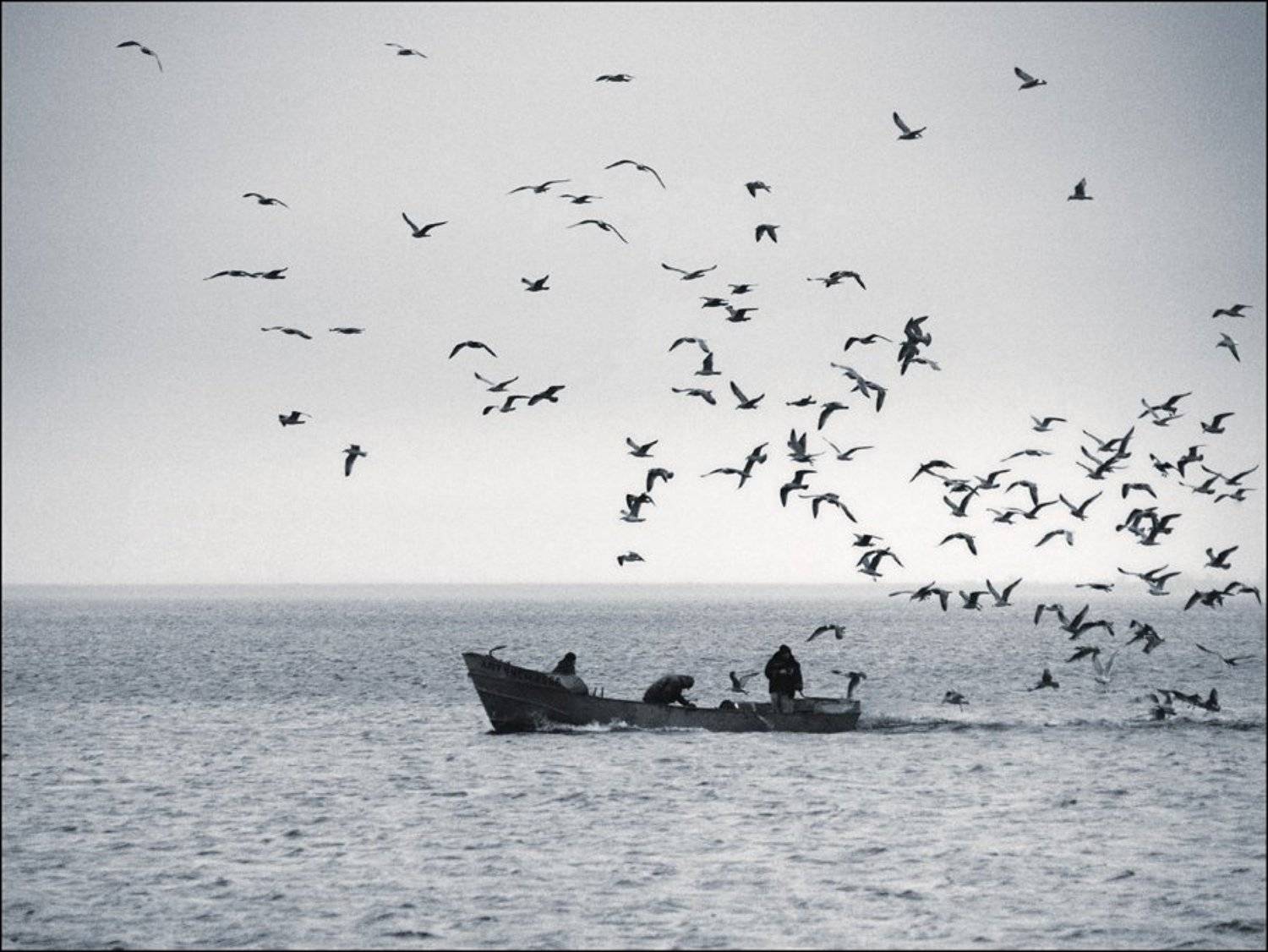 рыбаки, чайки, Андрей Литов