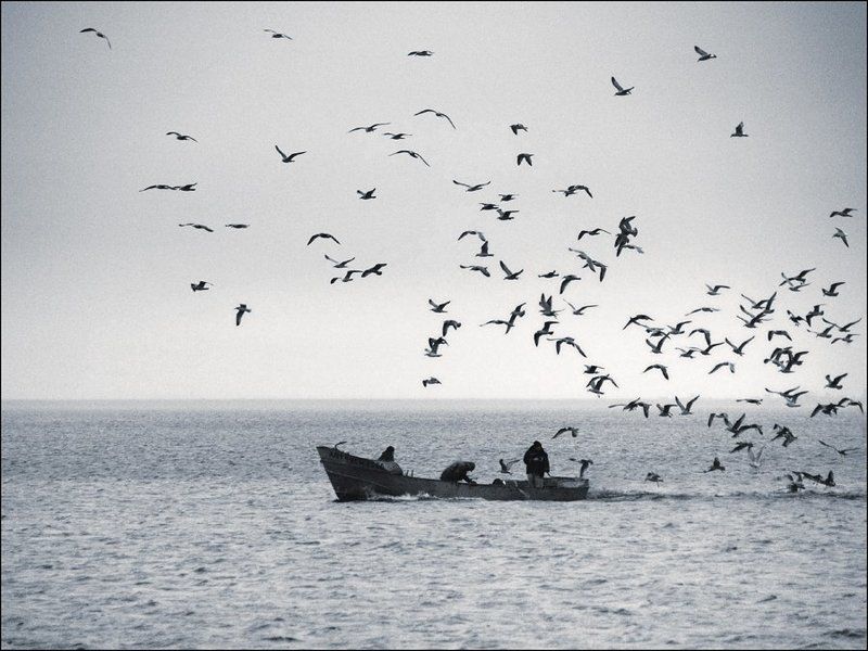 рыбаки, чайки идём домой фото превью