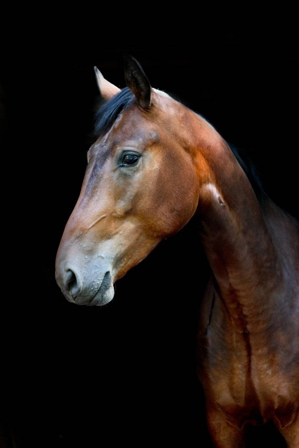 лошадь, портрет, черный фон, Аксёнова Олеся