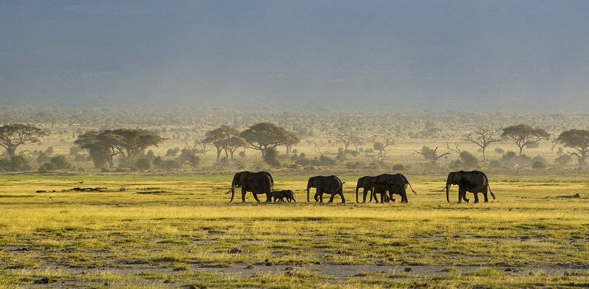 слоны, саванна, кения, Марина Мудрова