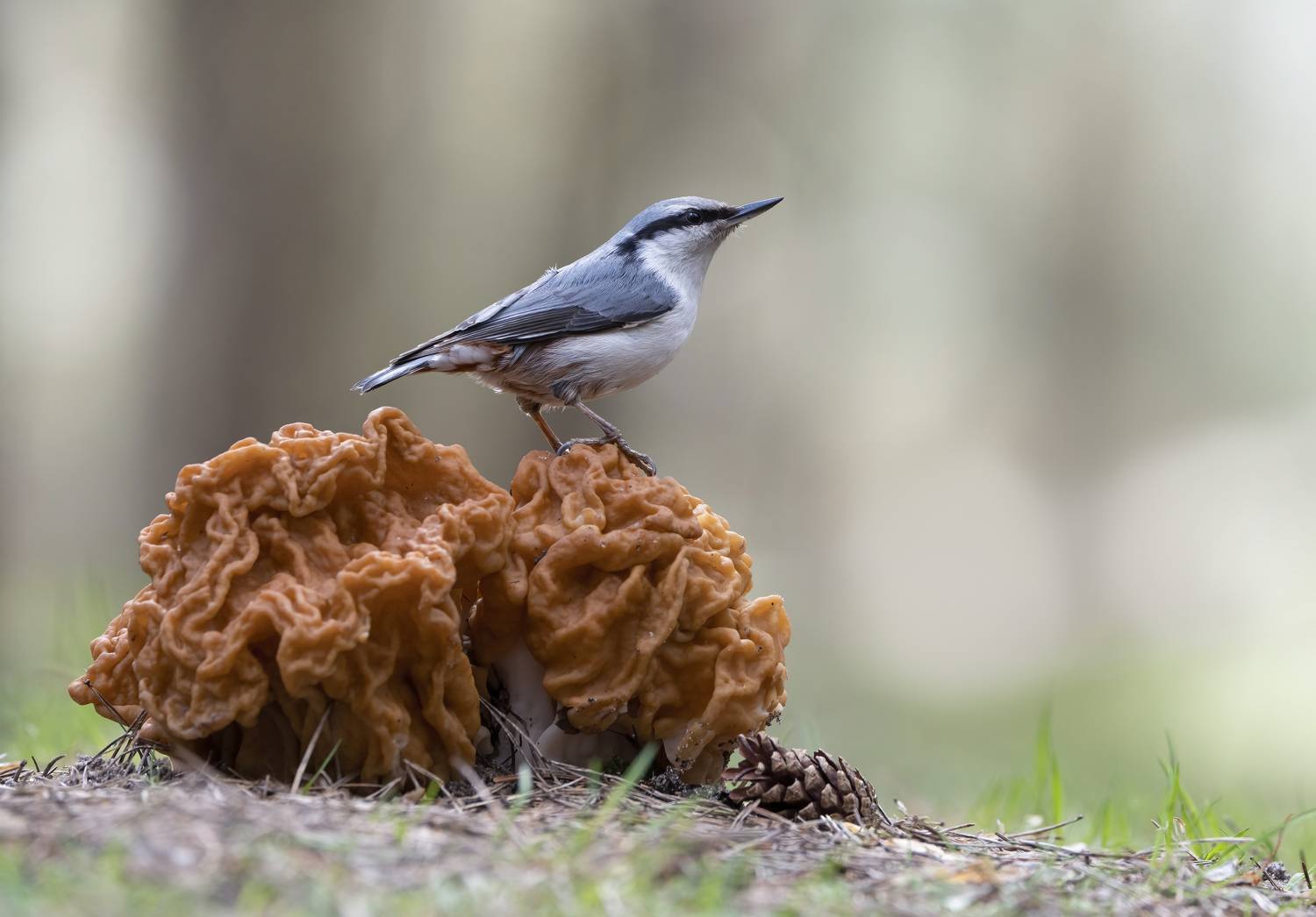 птицы,природа, весна, Андрей Киселёв