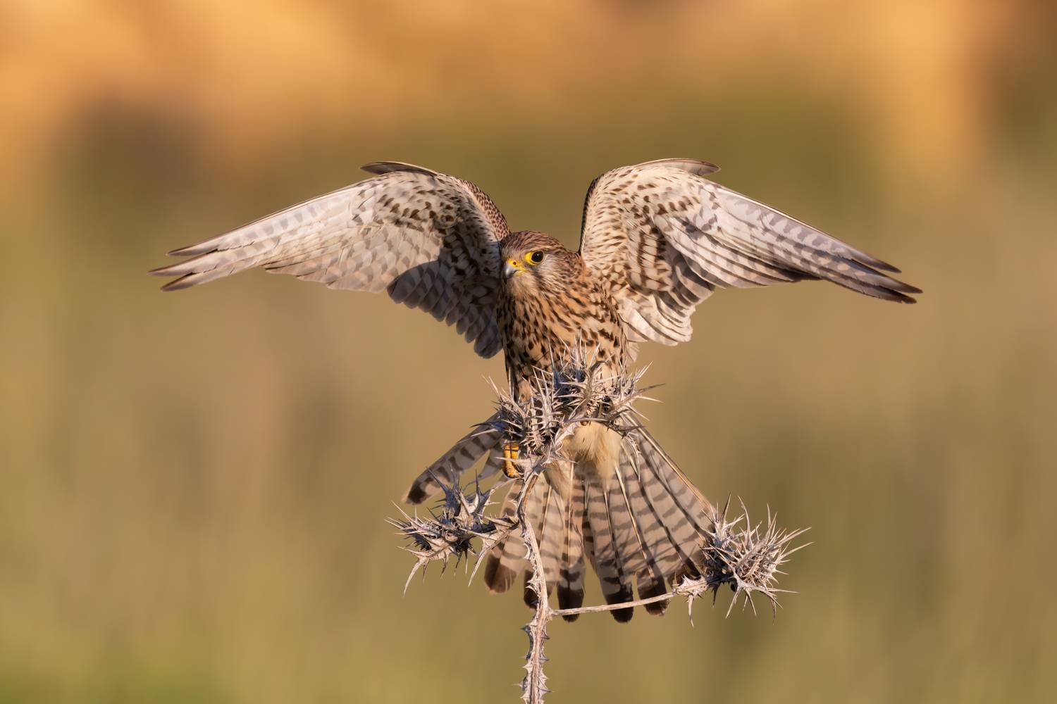 , Фруман Евгений