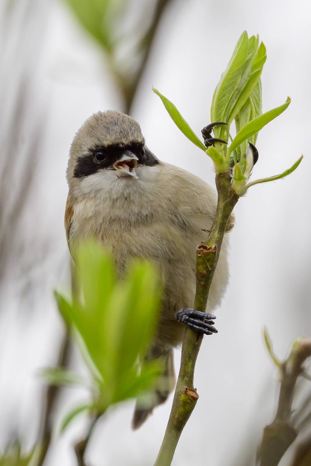 , Пупонин Сергей