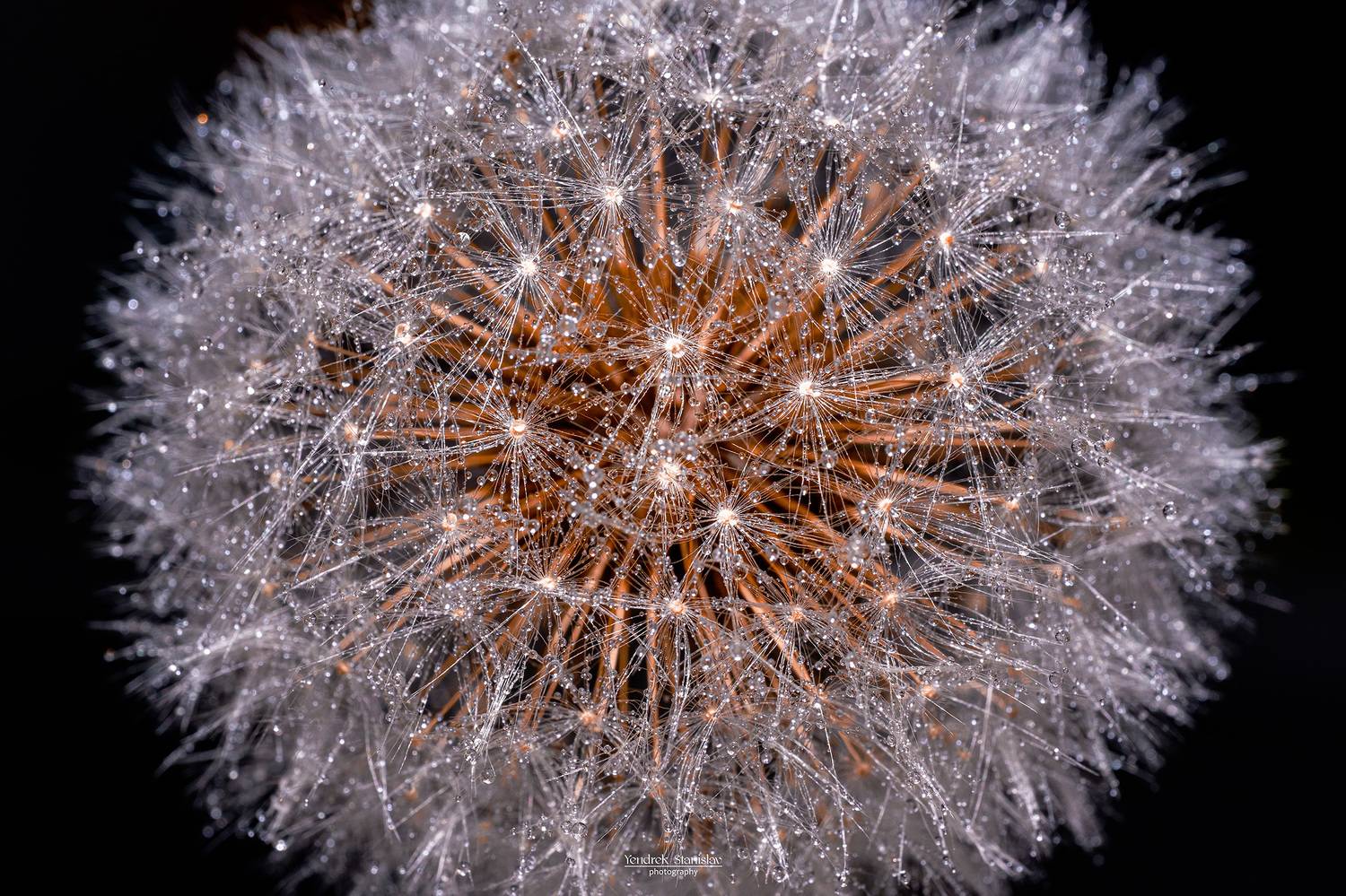 макро, цветы, одуванчик, черный фон, капли, macro, flowers, dandelion, blackbackground, drops, Yendrek Stanislav