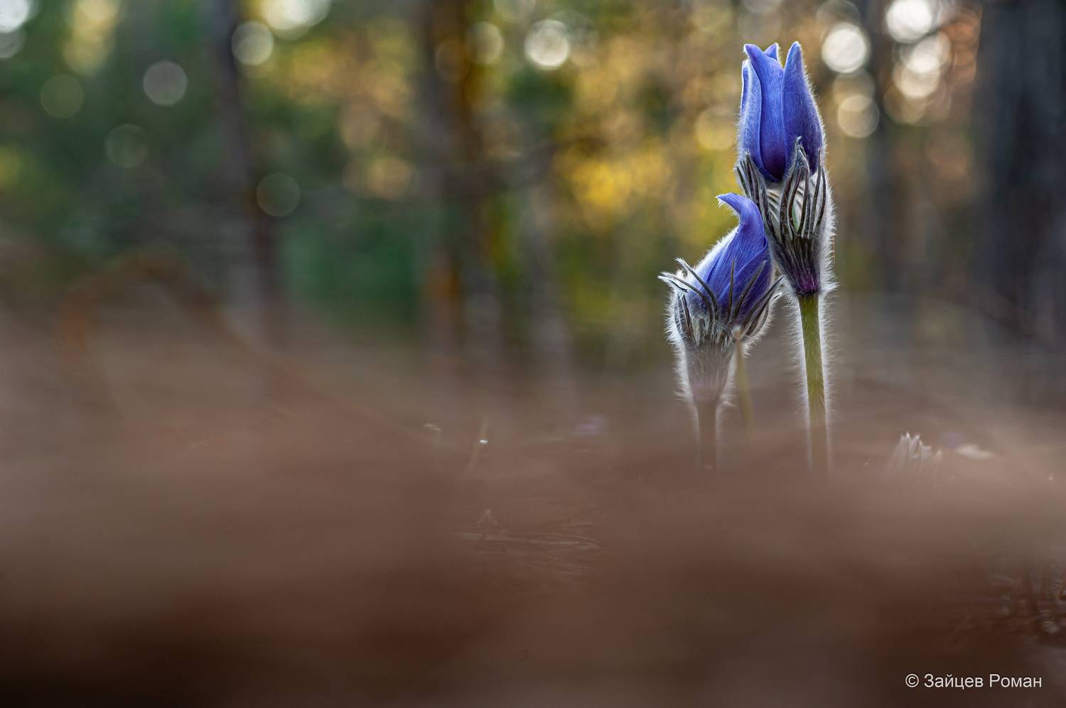 , Зайцев Роман