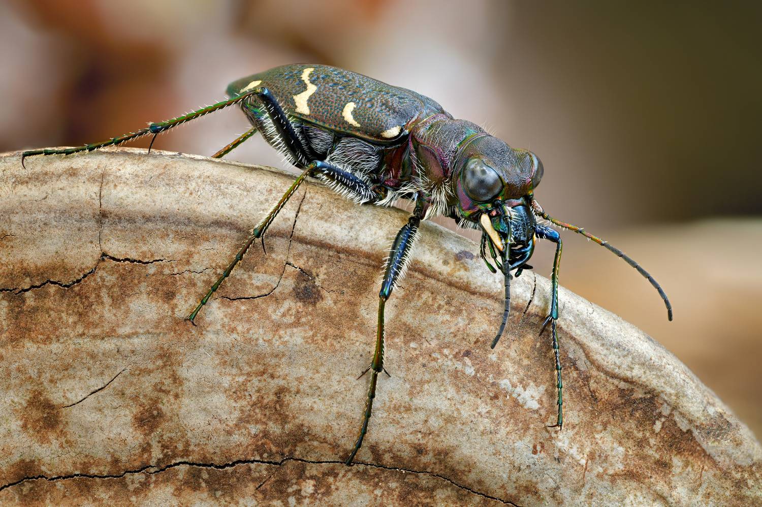 , Антон Финевич