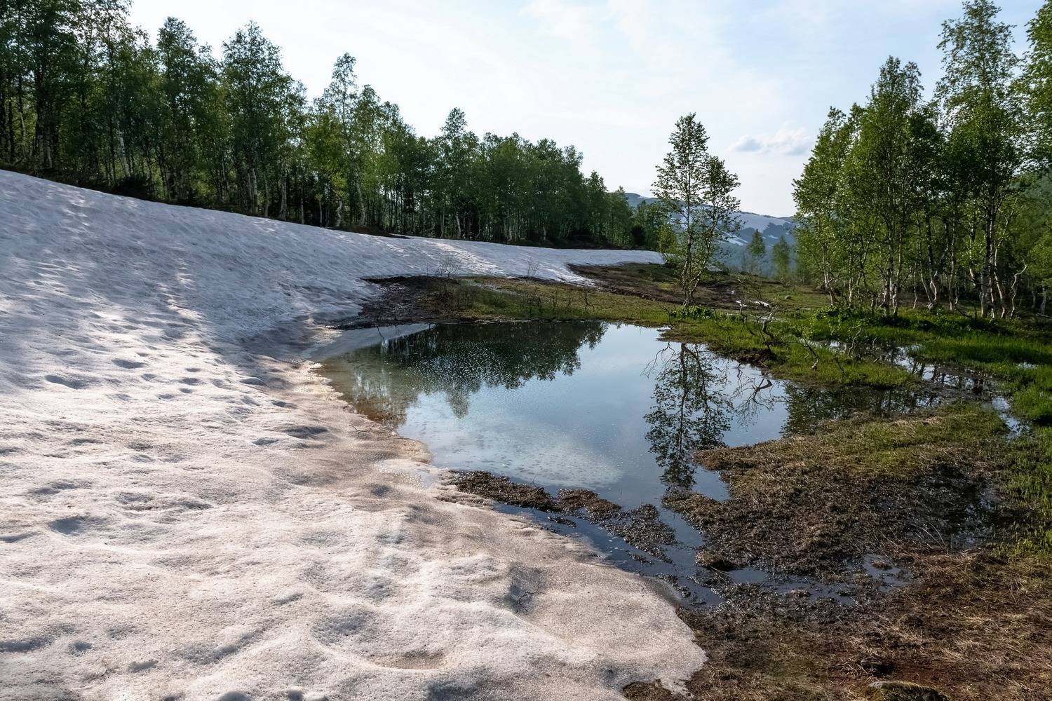 лето, горы,снежник, березки, ивановские озера, Фомина Марина