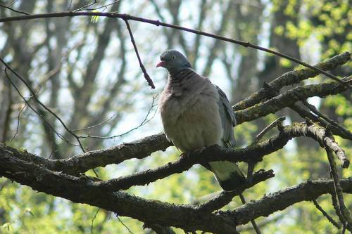 Вяхирь (Columba palumbus)