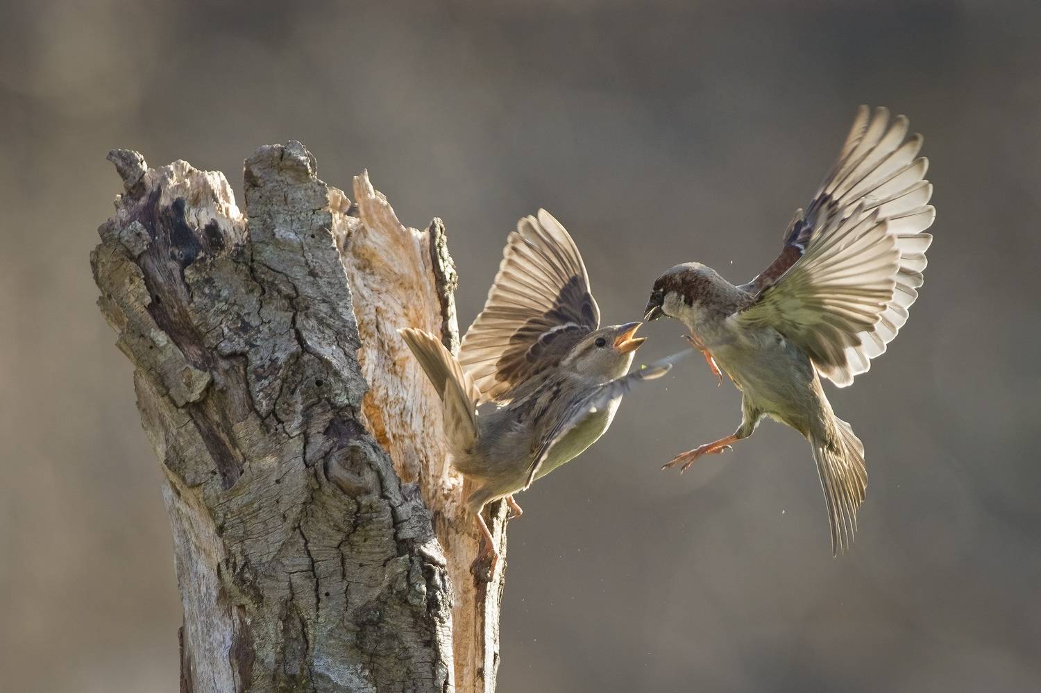 , Евгени Стефанов