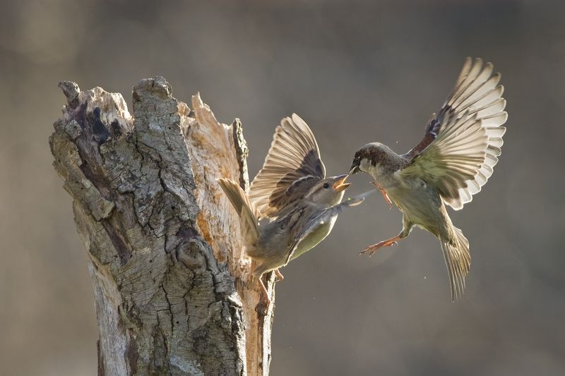 Просто воробьи фото превью
