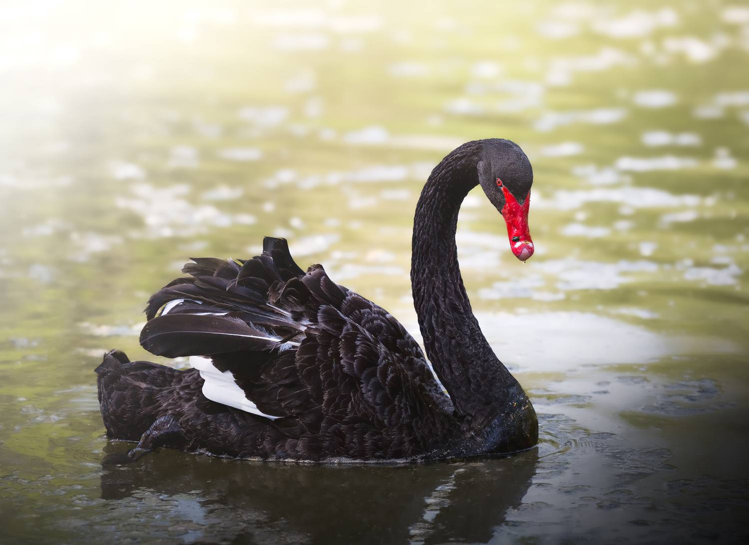 Swan Nikon Animals Wildlife , Zavaydin Zavaydinov