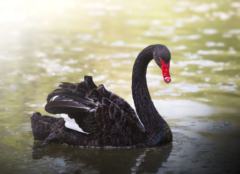Swan Nikon Animals Wildlife  Черен лебед  фото превью