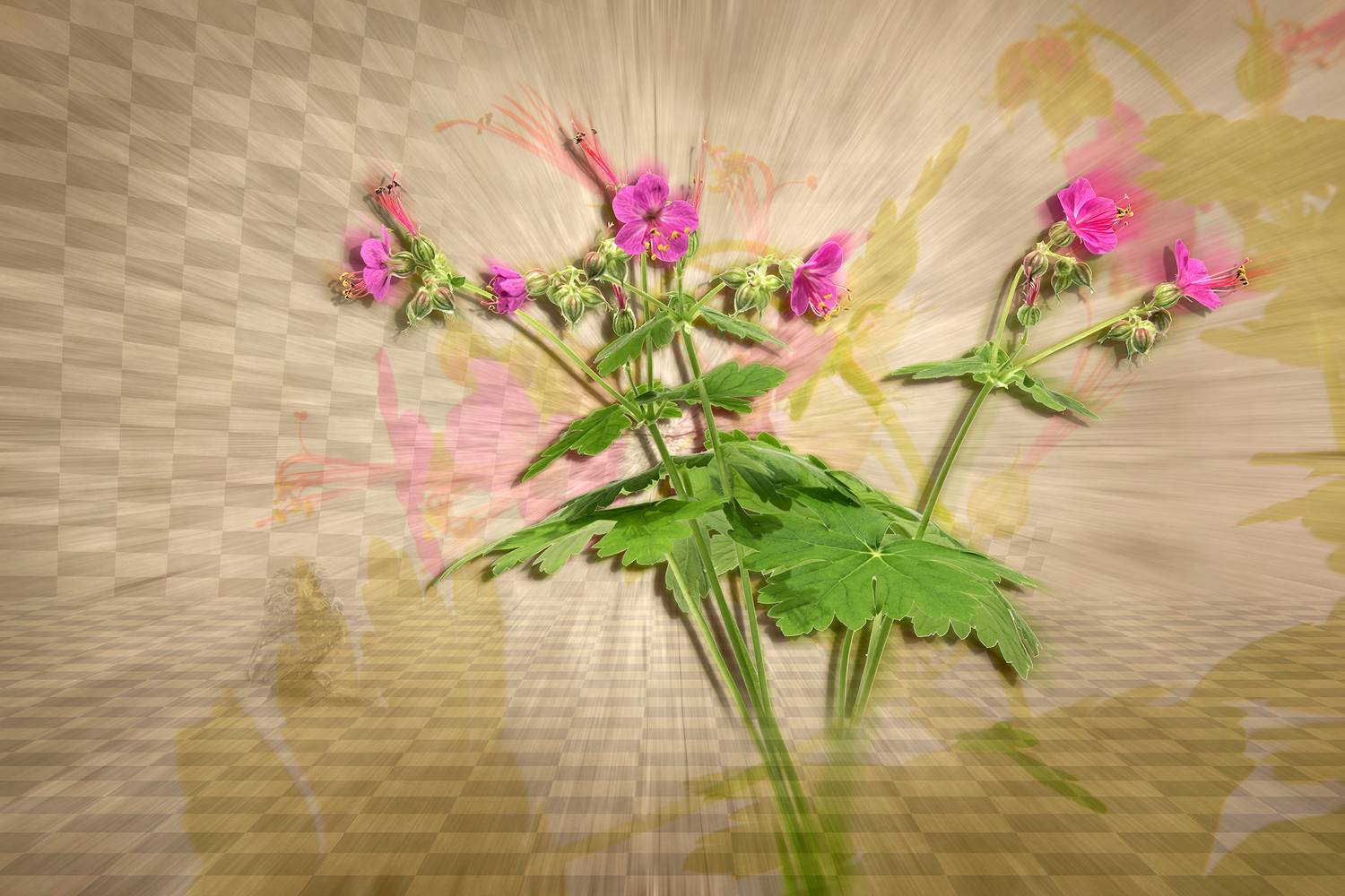 collage, color, colors, concept, conceptual, digital, digital art, editing, flower, geranium, nature, photo collage, photography, spring, still life, surreal, surrealism,, Dr Didi Baev