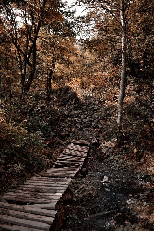 Дорога в лесу фото превью