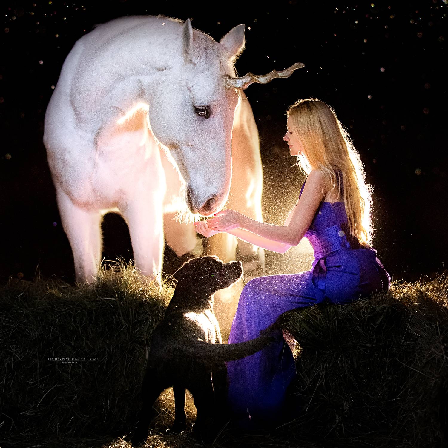 horse, horses, лошадь, конь, конныйфотограф, кэнон, canon, 7020028, лошади, фотографияслошадью, конный фотограф Яна Орлова,  единорог, фотосессияслошадью, фотосессиислошадьми, коннаяфотография, pferd, horsephotographer, женский портрет, девушка , Яна Орлова