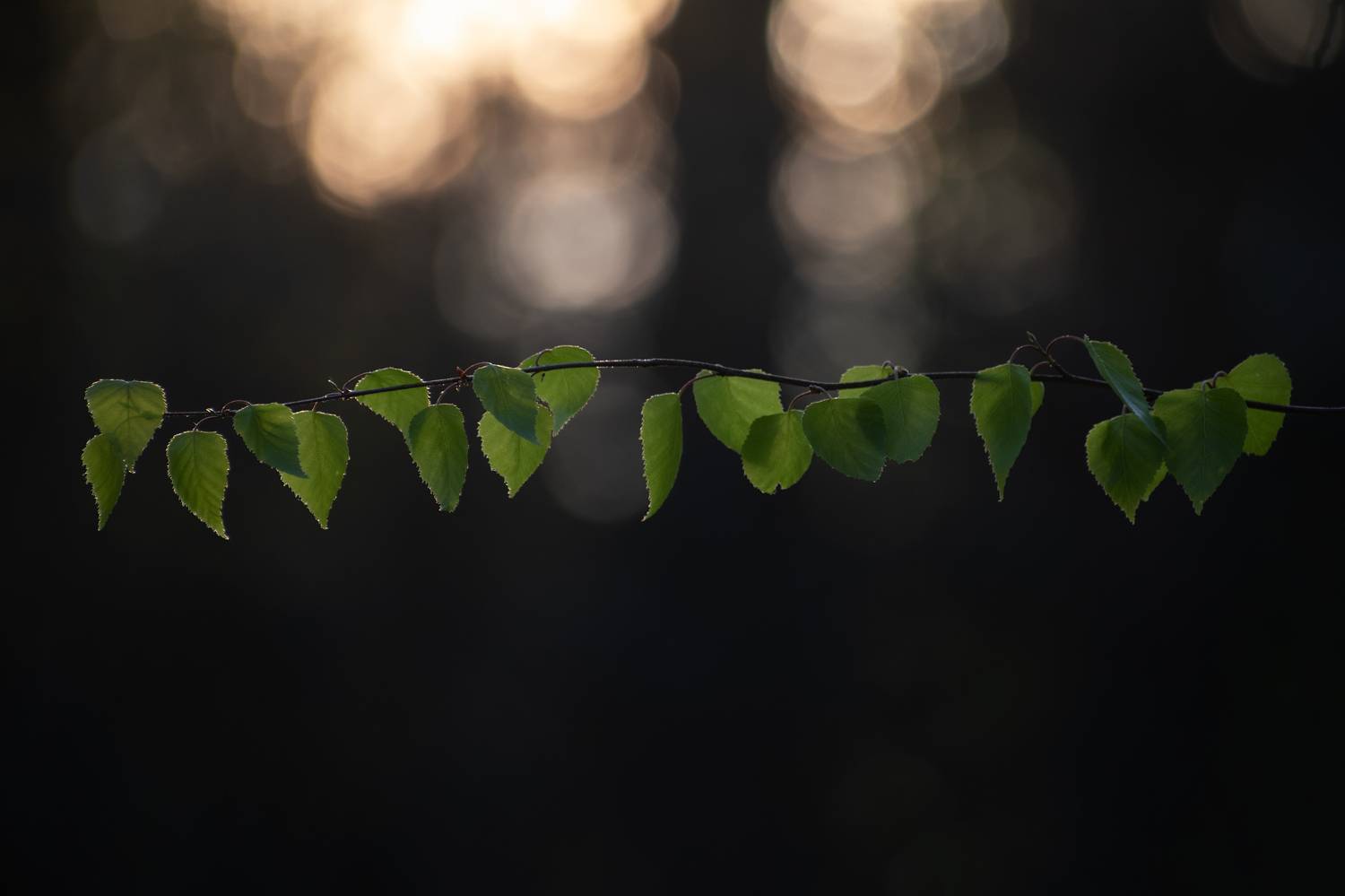 , Захаров Дмитрий