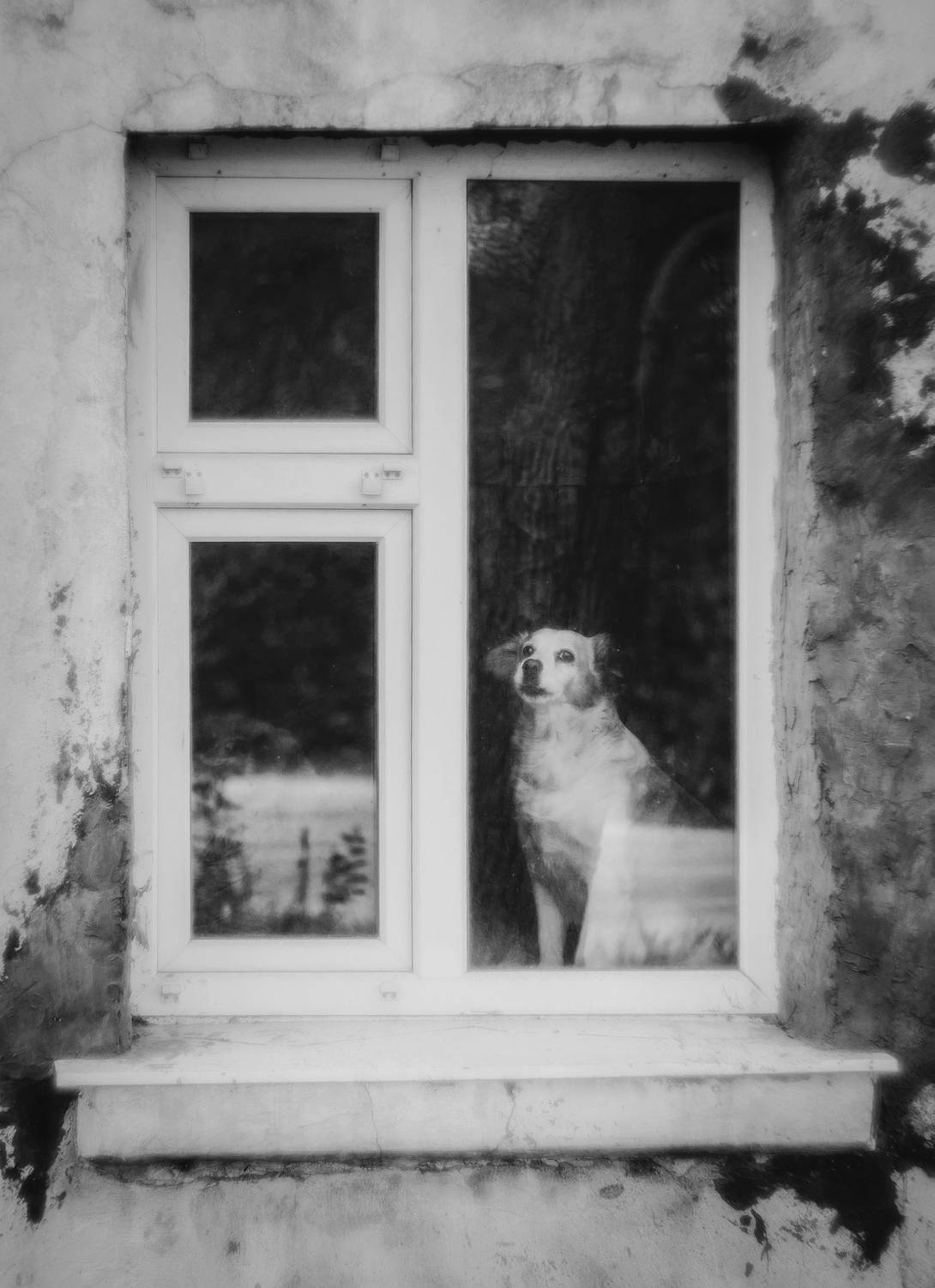 черно-белое, монохром, животные, собака, охранник, страж, дом, окно, улица, город, винтажная оптика, helios 40-2, керчь, крым, россия, Щербак Анатолий