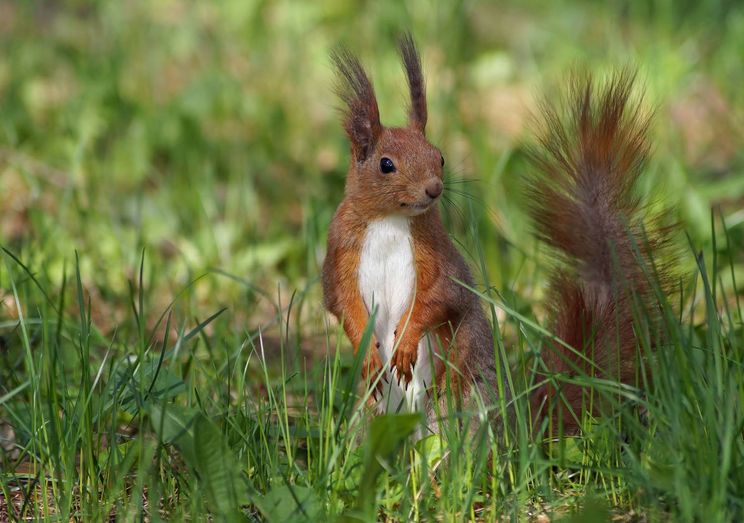 Белка, трава, Чепленко Алексей