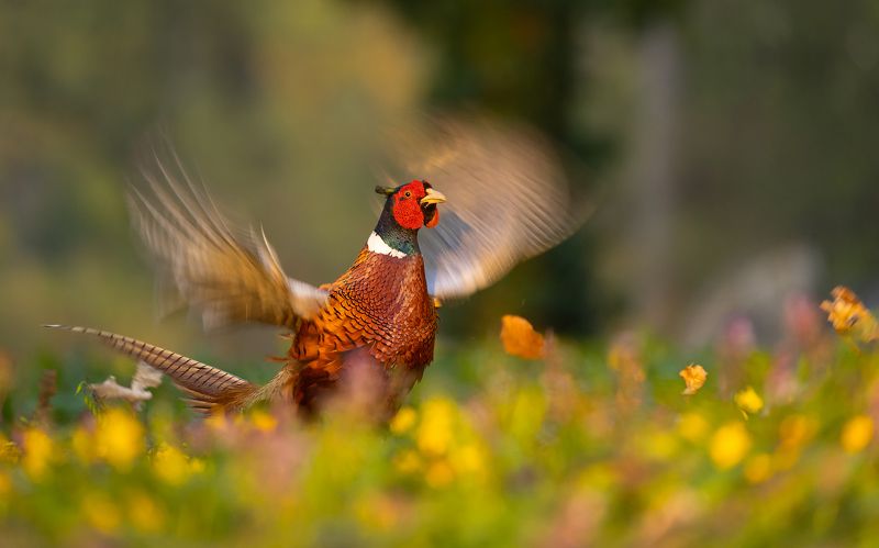 Pheasant фото превью