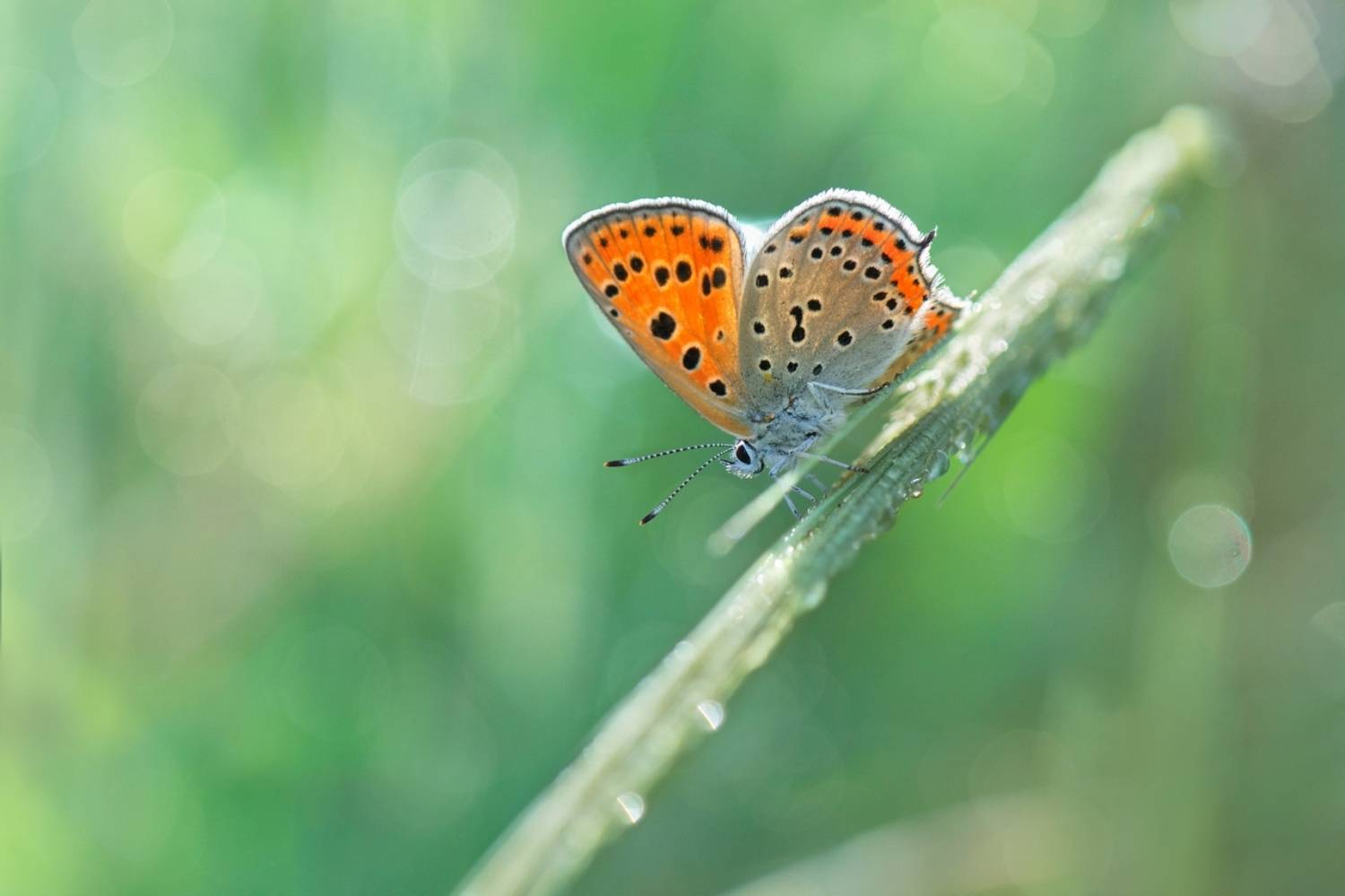 , Людмила Бекман