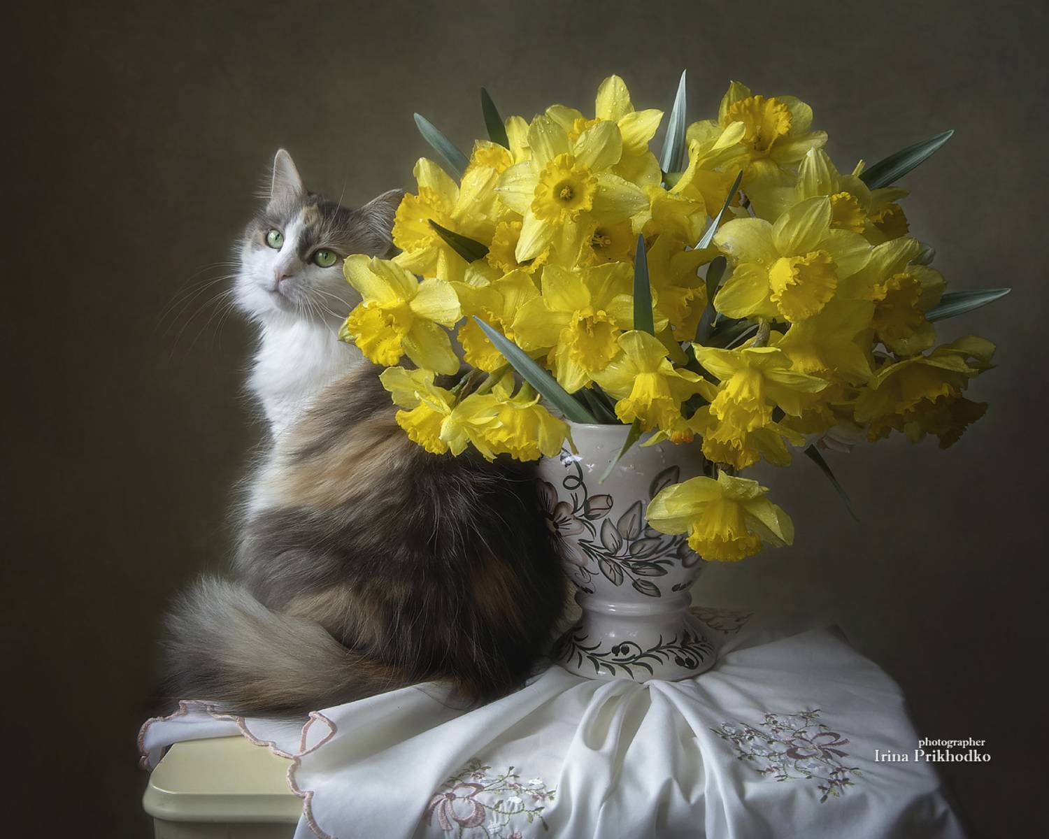 натюрморт, цветы, нарциссы, весна, кошка, домашние питомцы, котопортрет, постановочное фото, Приходько Ирина