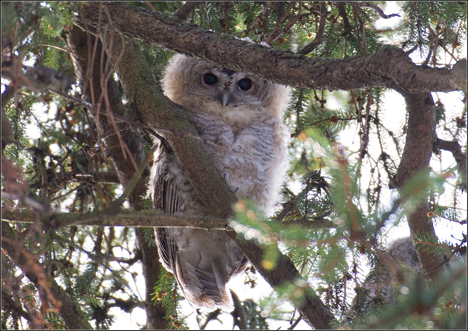 москва, апрель, парк, слёток серой неясыти, АНАТОЛИЙ ДОВЫДЕНКО
