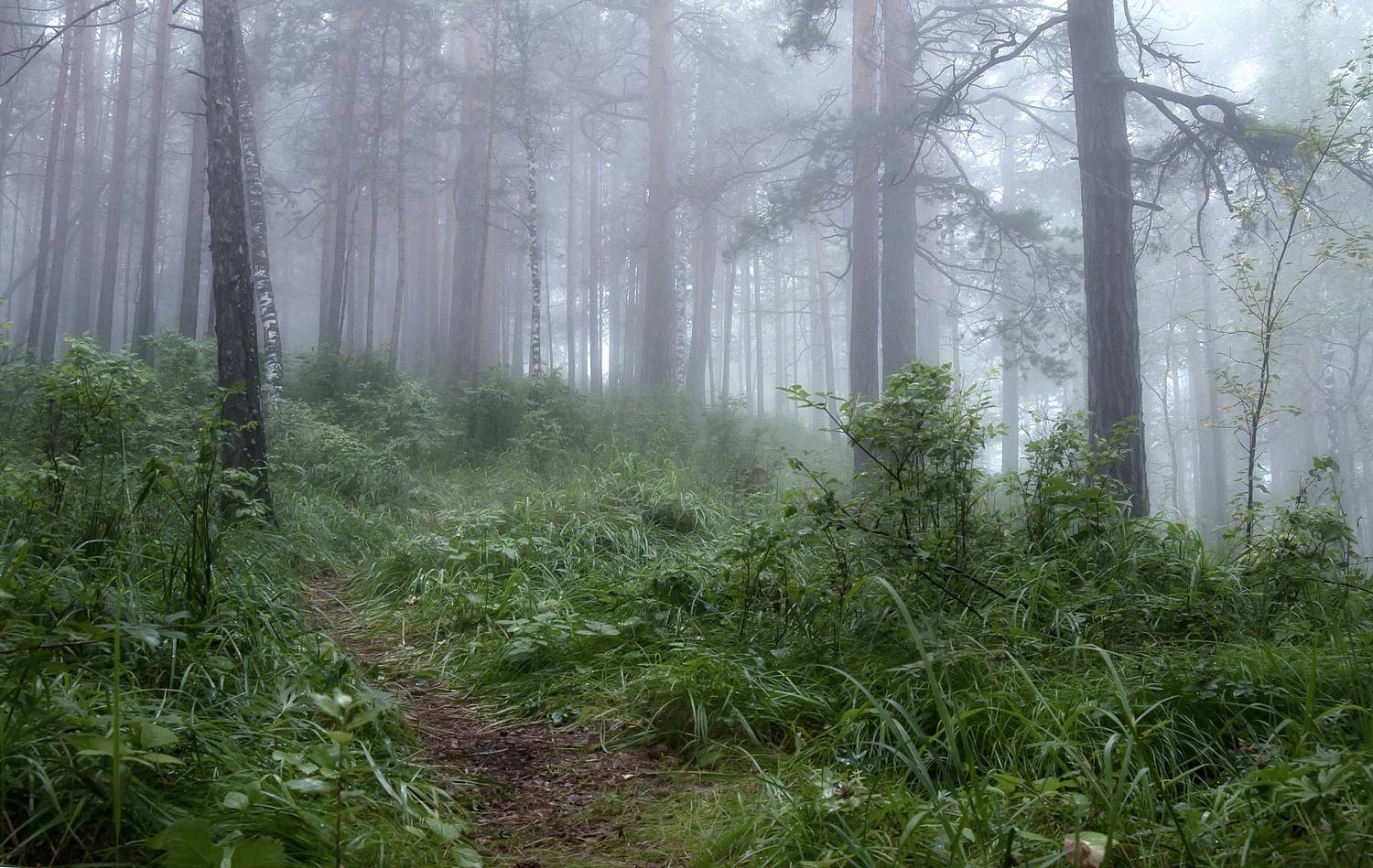 заповедник столбы, столбы, туман, лес, утро,тропа, Фомина Марина