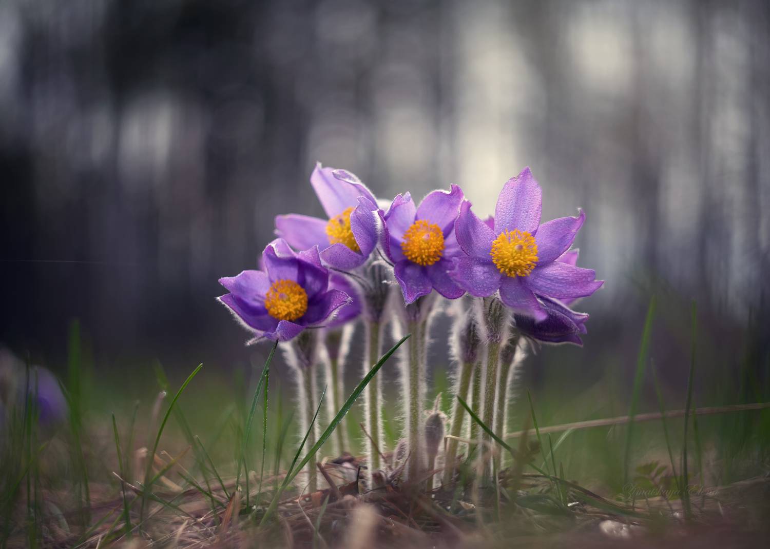 , Елена Зимацкая