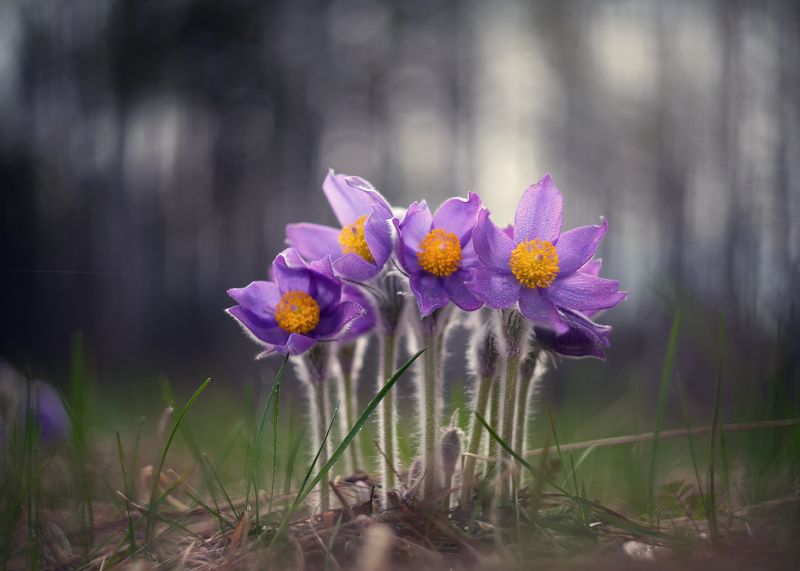 ***апрель фото превью