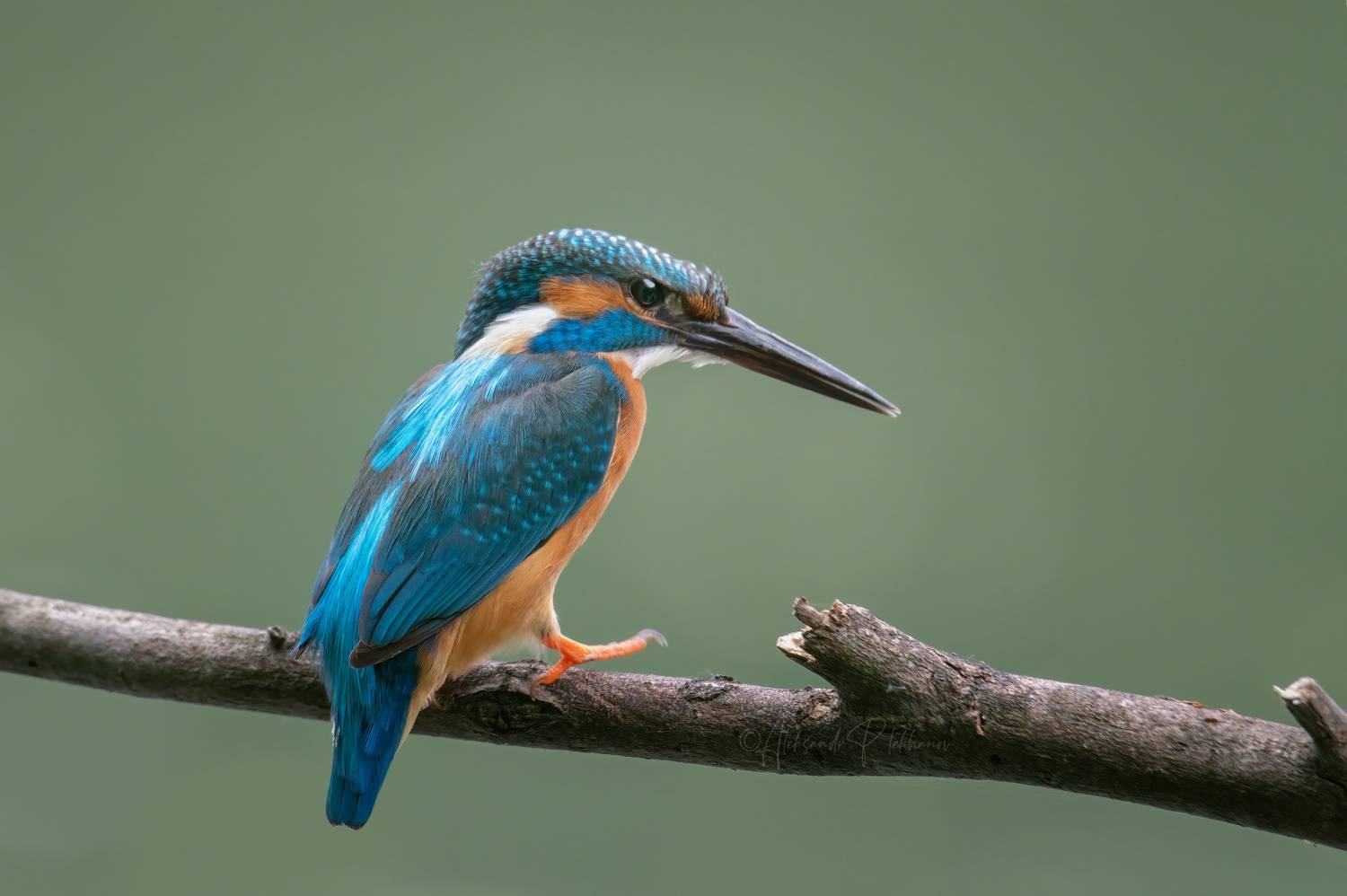 , Плеханов Александр