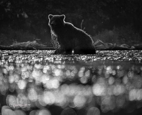 Немного ЧБ...