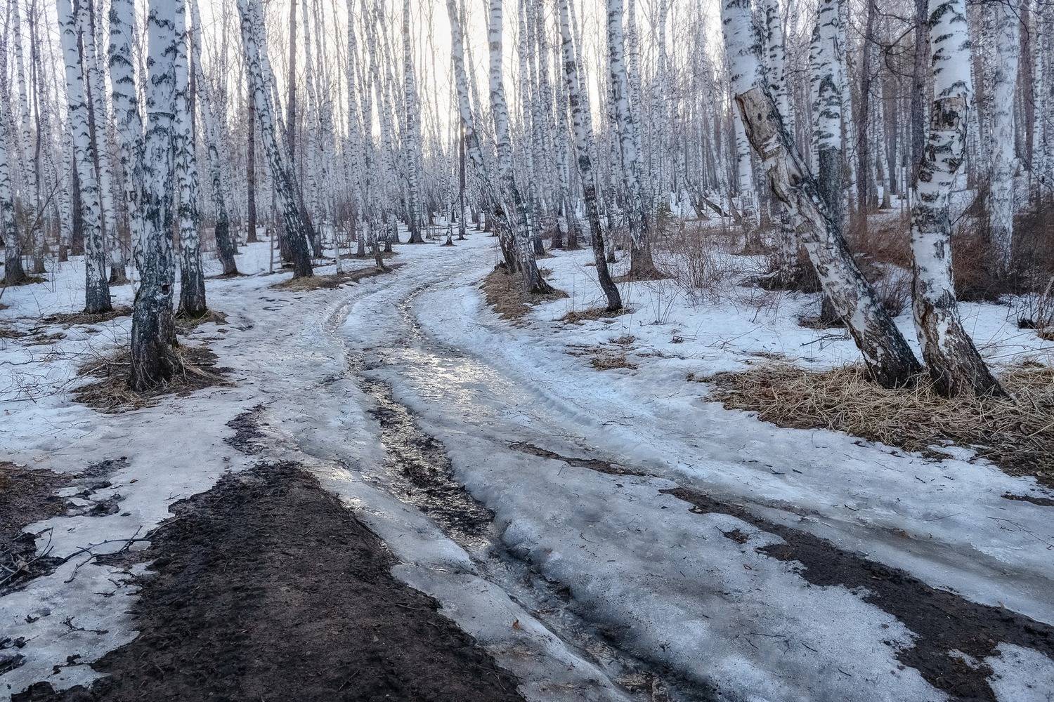 весна, торгашинский хребет, снег, березы, тропа, утро, Фомина Марина