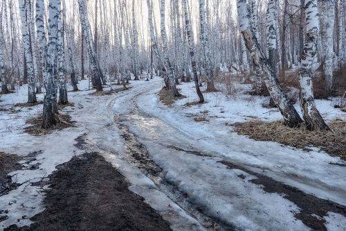 Березовый рай