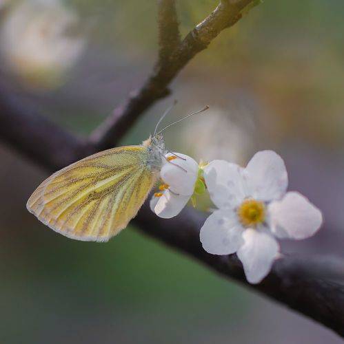 Spring decoration