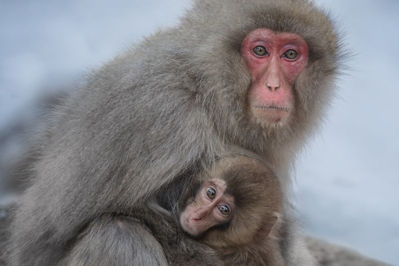 Residents of the Hell Valley фото превью