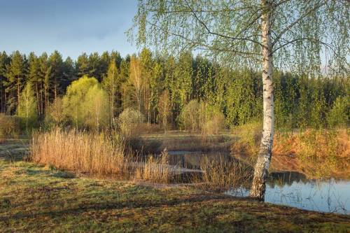 Пора ловить плотву.