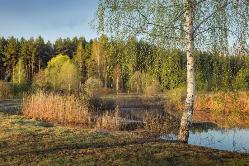апрель весна береза утро Пора ловить плотву. фото превью