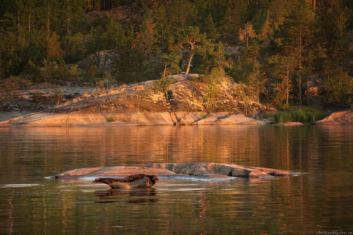 Карелия, Ладожские шхеры, саклы, сосный, островки, ладожская нерпа, Ладога, Приладожье, Арсений Кашкаров