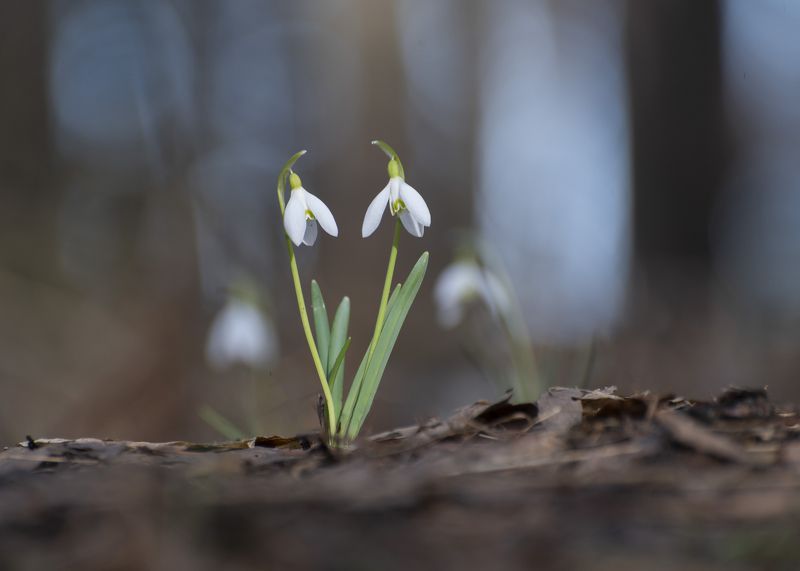 Весна фото превью