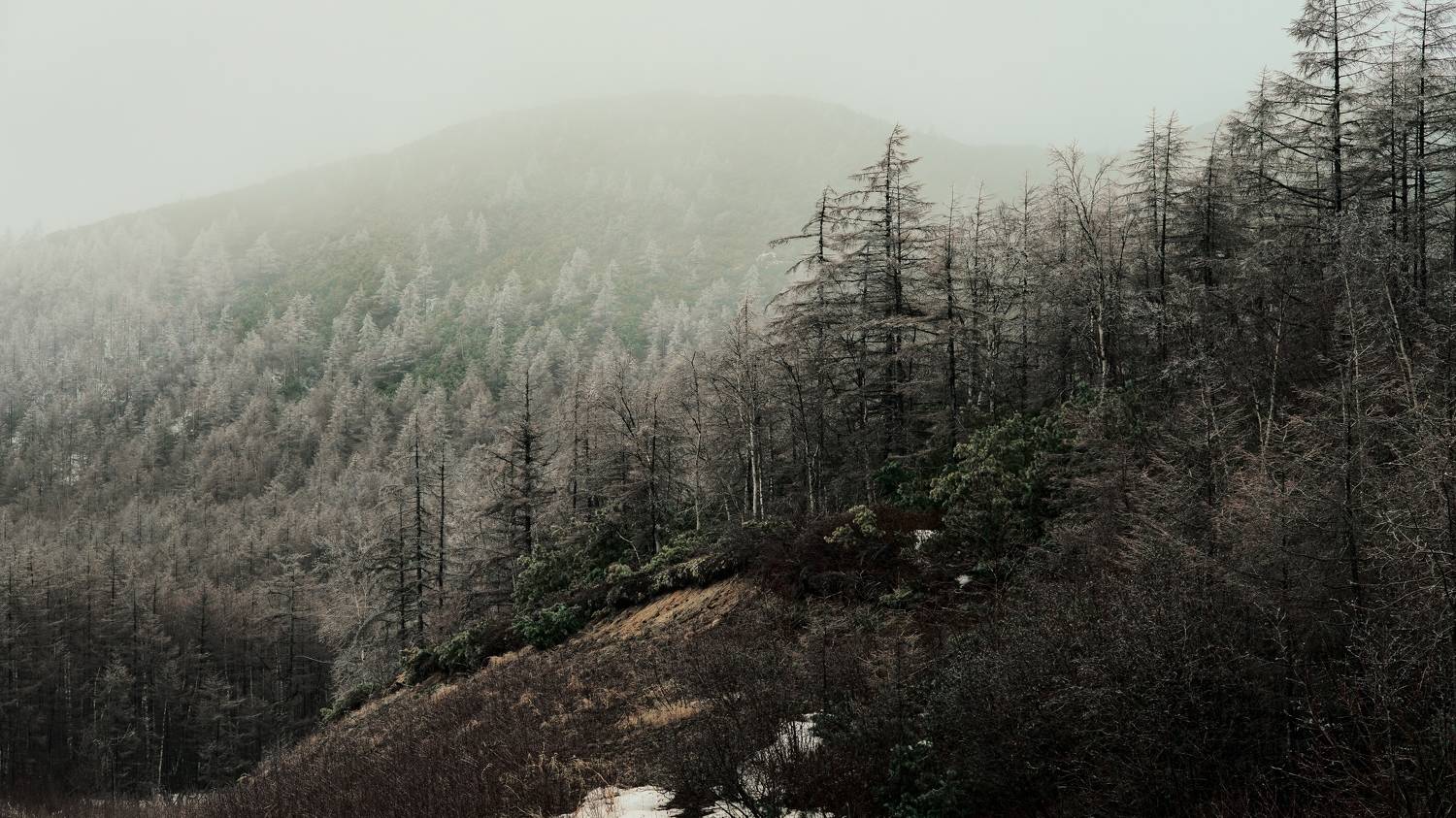 , Антон Сидоров