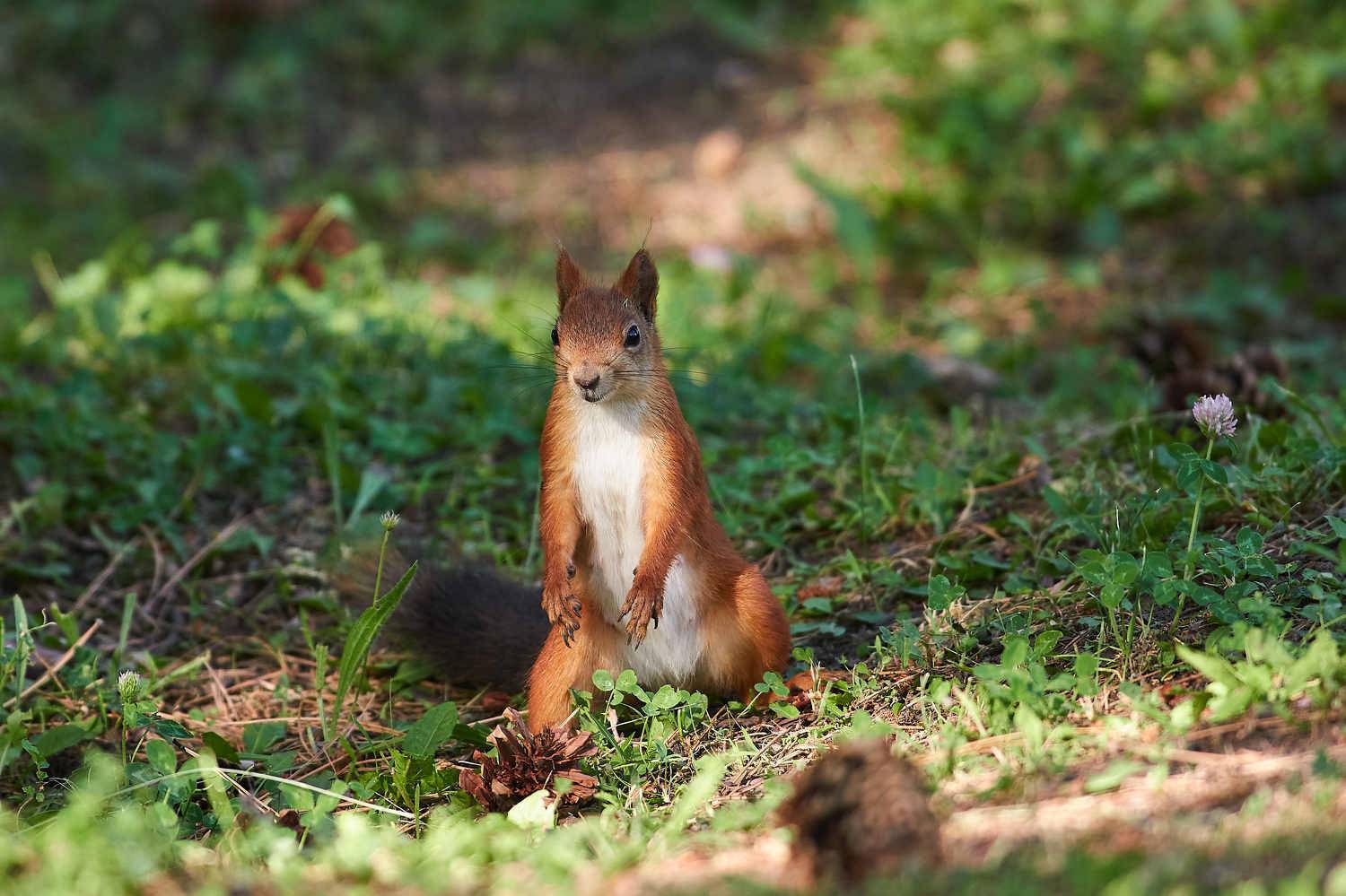 , Павел Сторчилов
