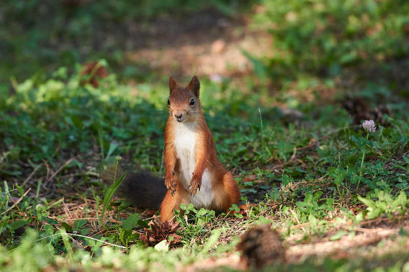 * фото превью