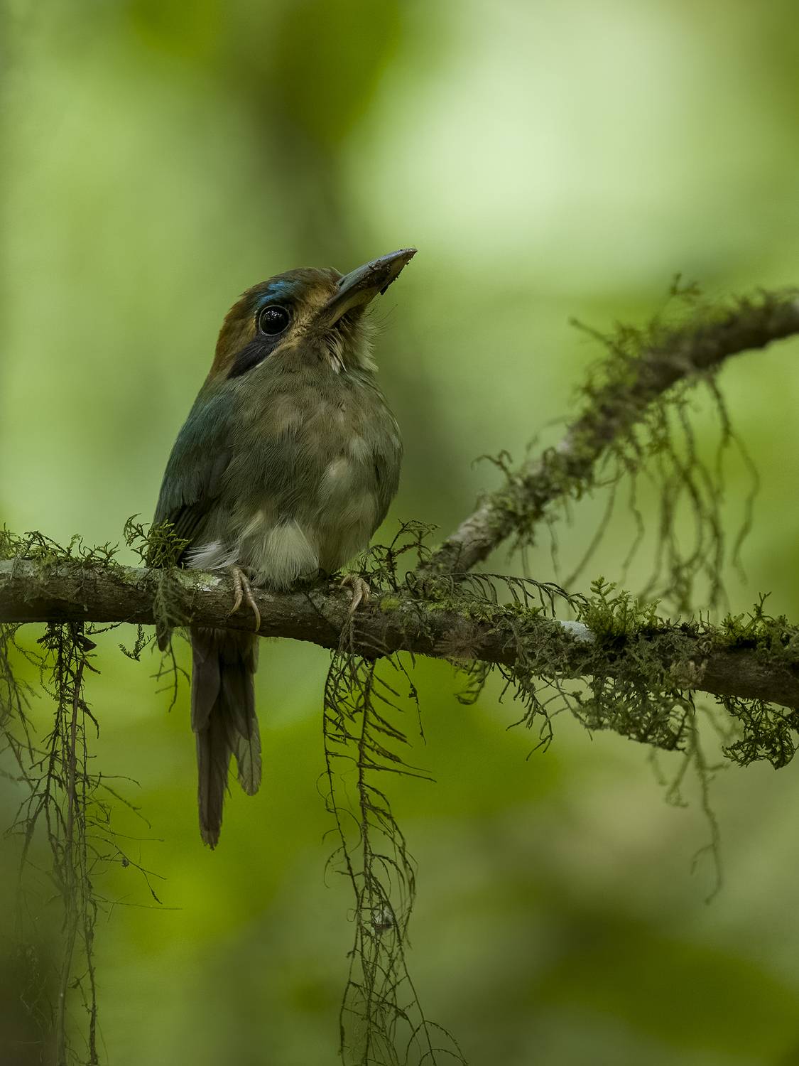 , Burgalin Sequeira Fernando