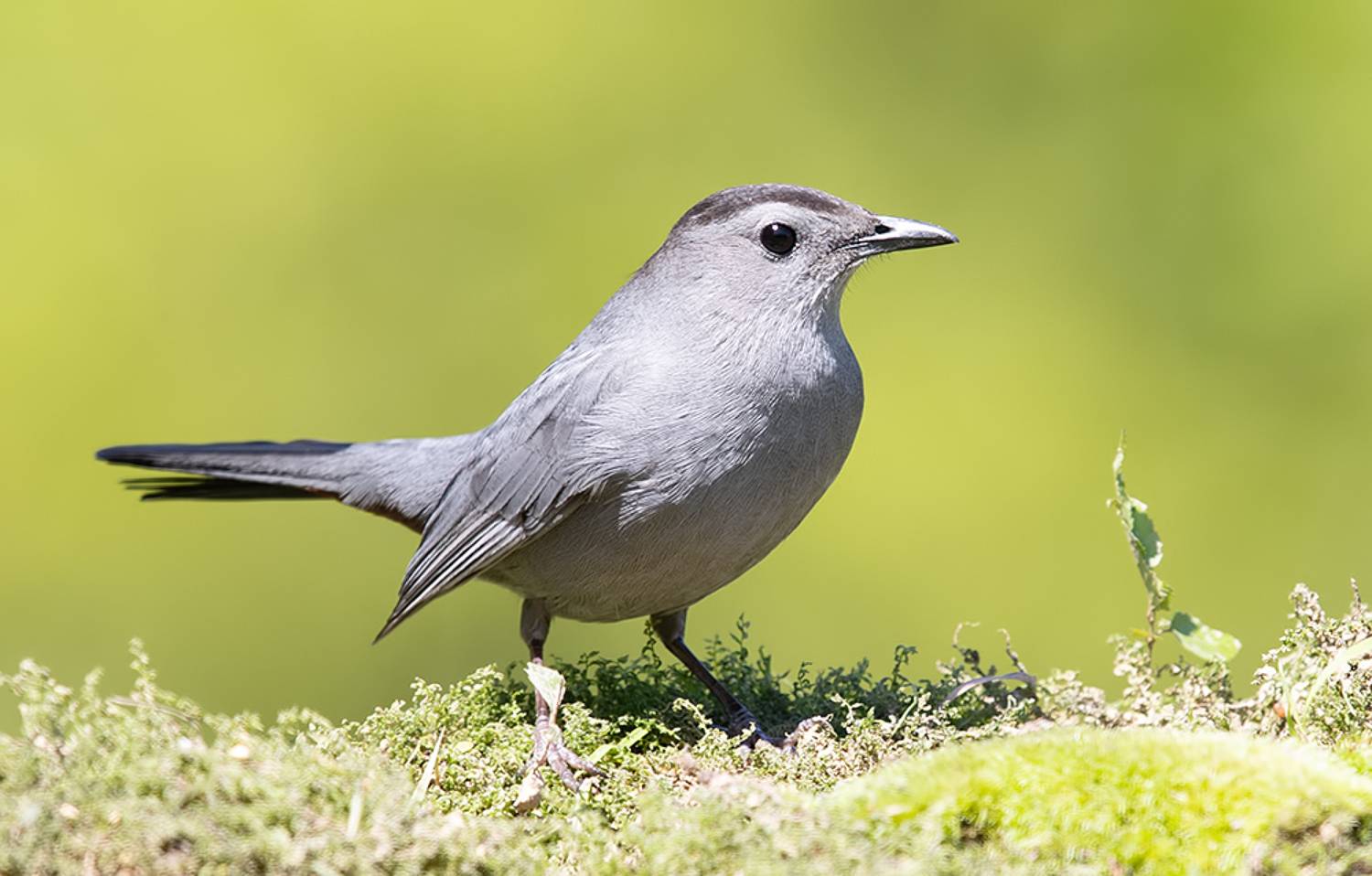 gray catbird, кошачий пересмешник,  пересмешник, catbird, Etkind Elizabeth
