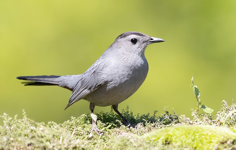 gray catbird, кошачий пересмешник,  пересмешник, catbird Gray Catbird -Кошачий пересмешник фото превью