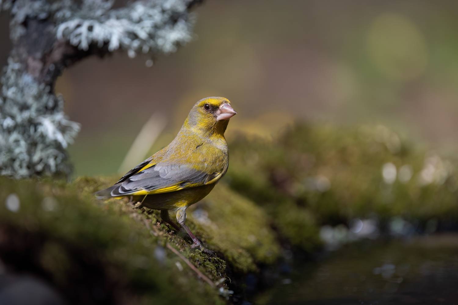 , Марат Кучкаев